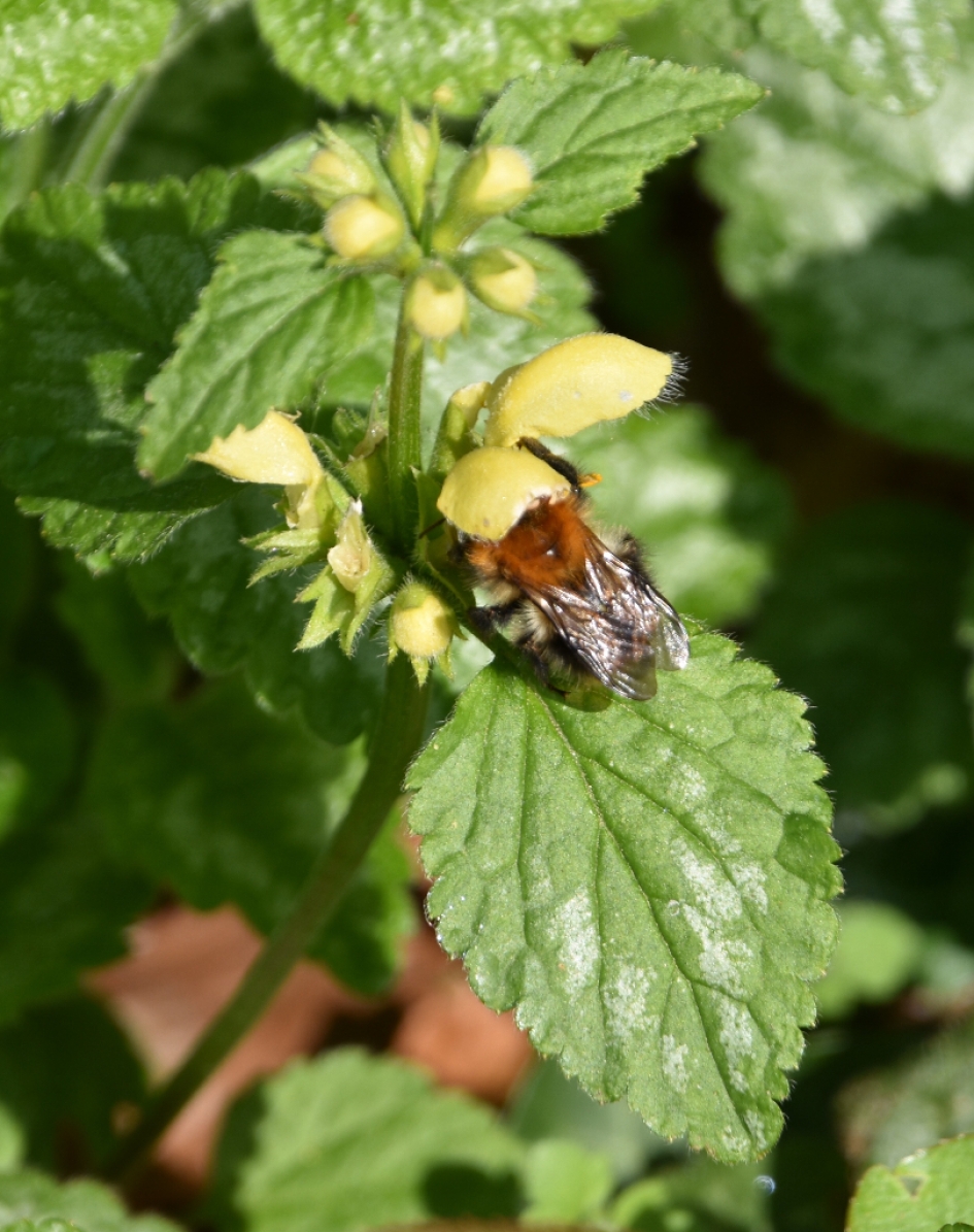 Gele dovenetel - Planten - 