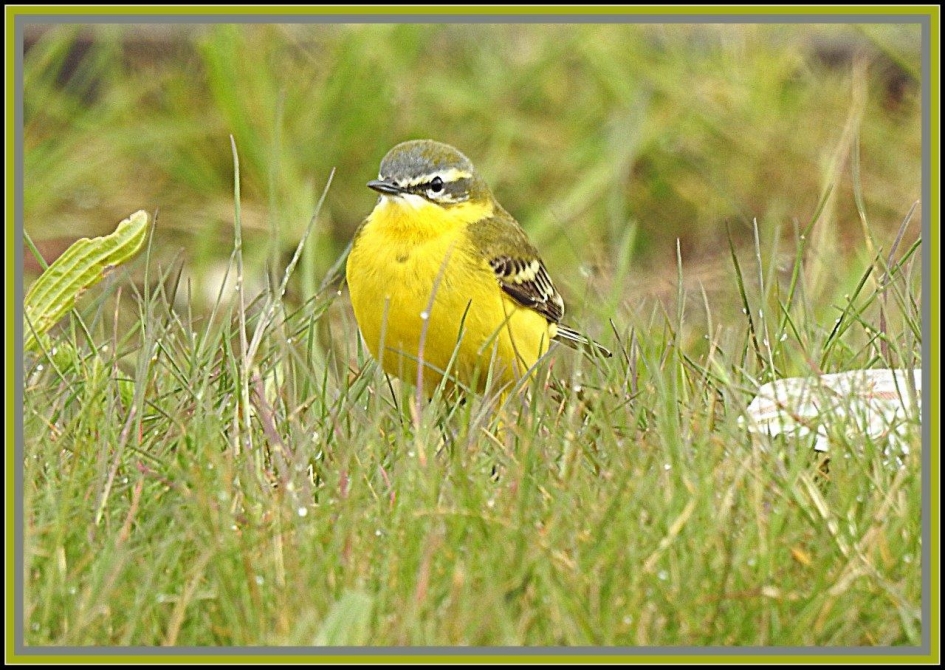 Gele kwik - Vogels - Gele kwikstaart