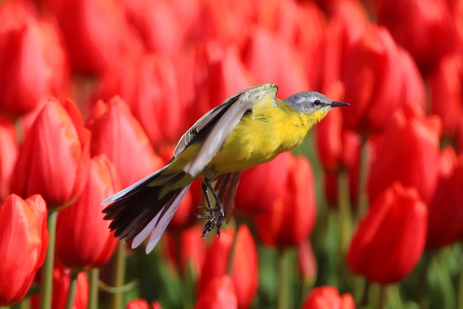 Gele Kwikstaart - Vogels - Gele Kwikstaart