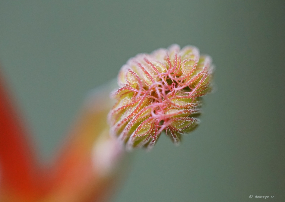 Gespikkeld - Planten - 