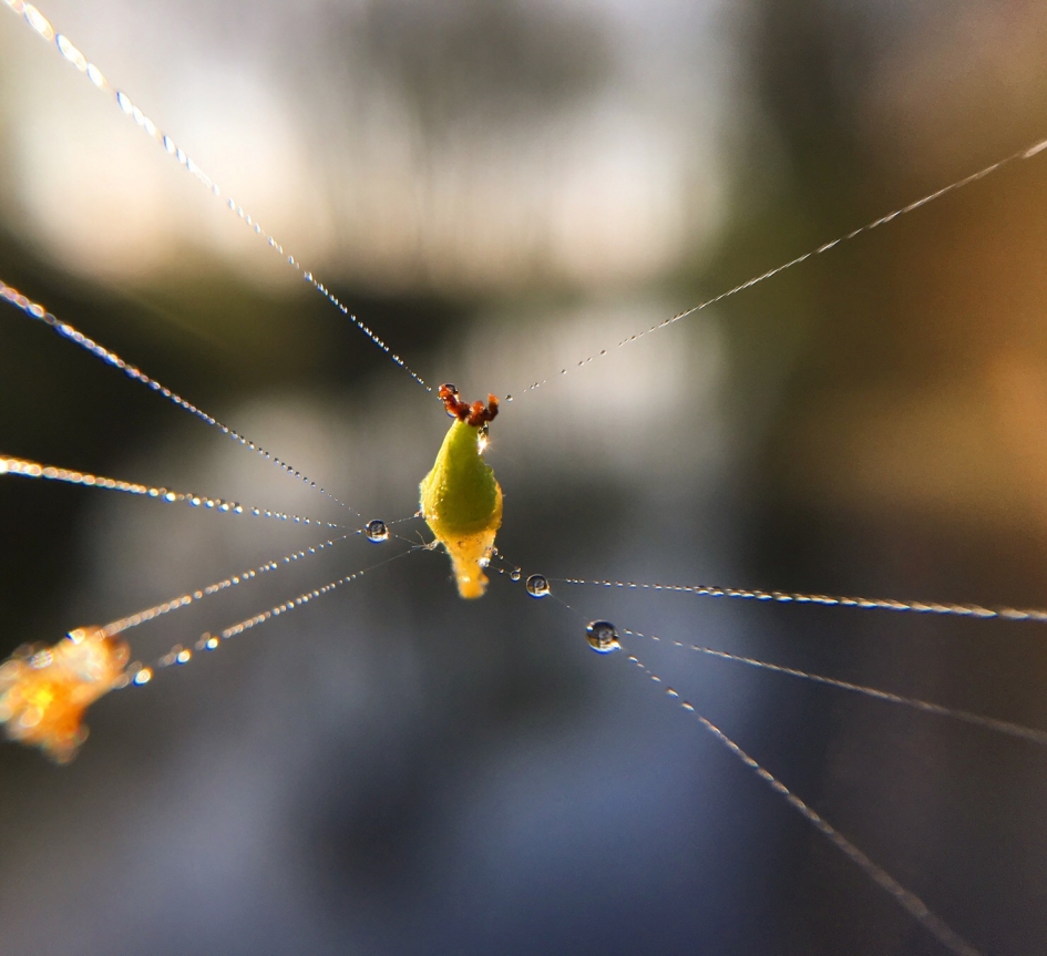 Gevangen - Planten - 