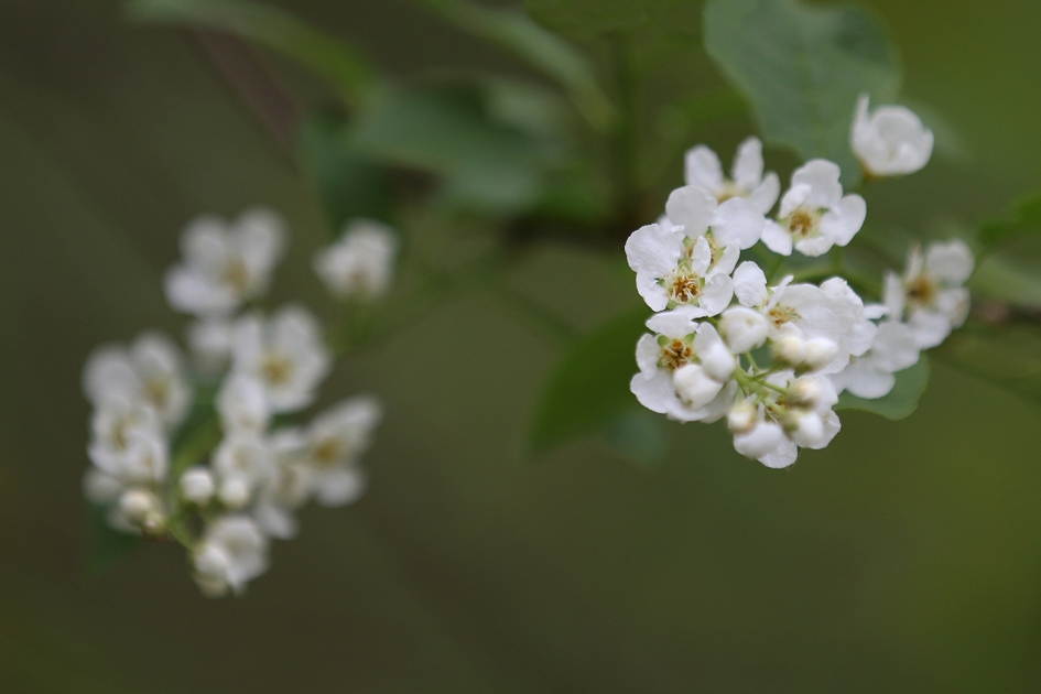 gewone vogelkers - Planten - 