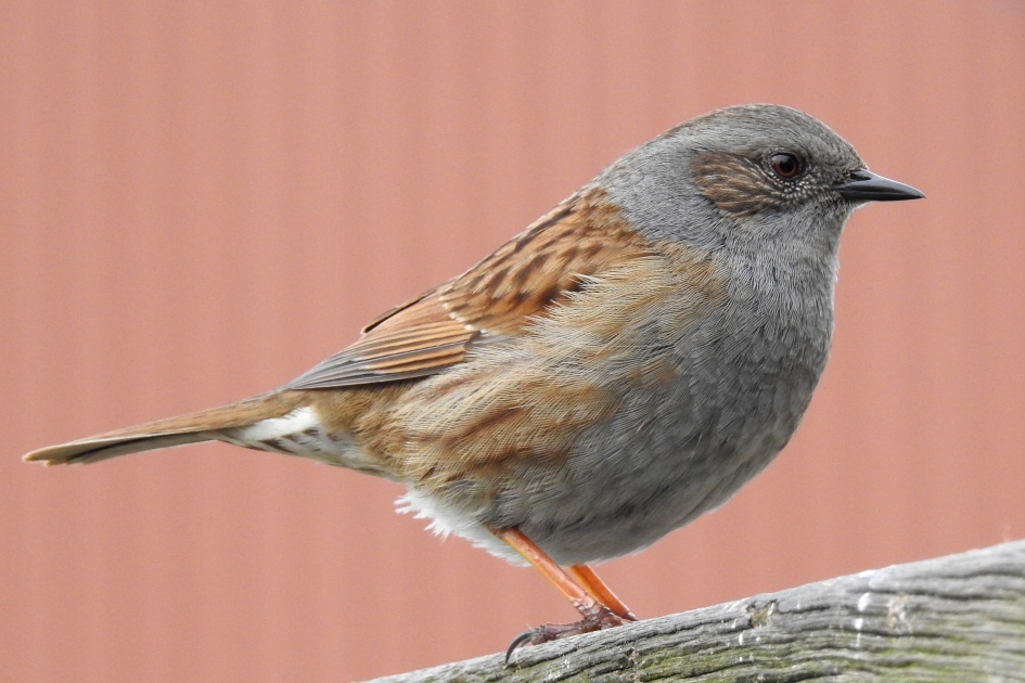 Goed in de veren - Vogels - Heggenmus