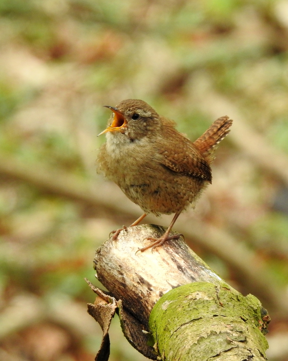 Gouden keeltje - Vogels - Winterkoninkje