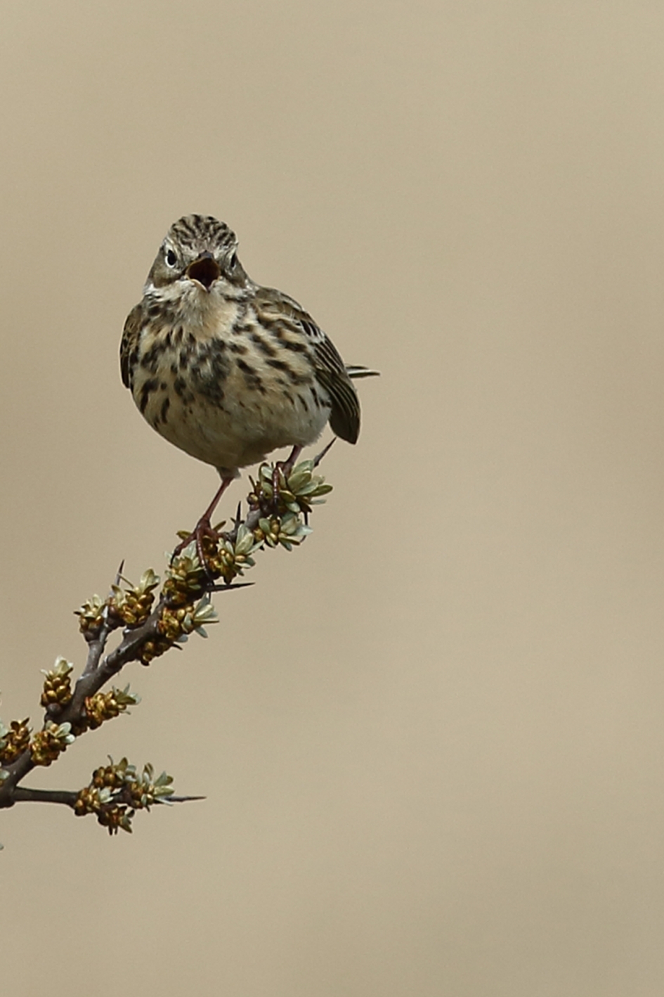 graspieper - Vogels - 