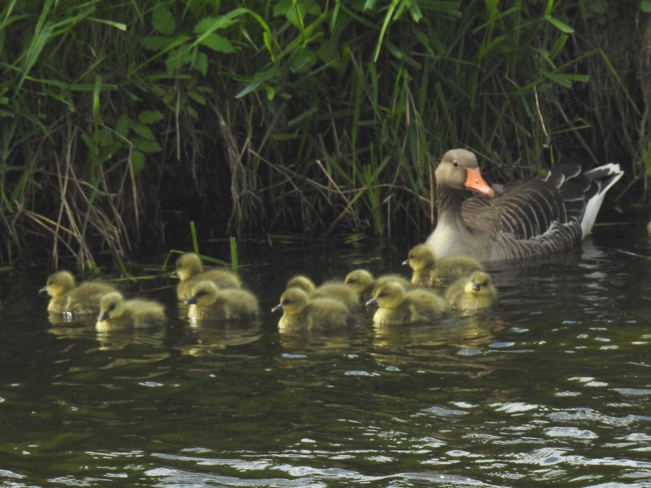 Grauwe gans met kuikens - Vogels - Grauwe gans