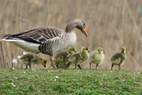 Grauwe gansjes