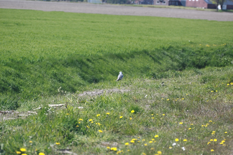 gr.kiekdf. terug - Vogels - grauwe kiekendief