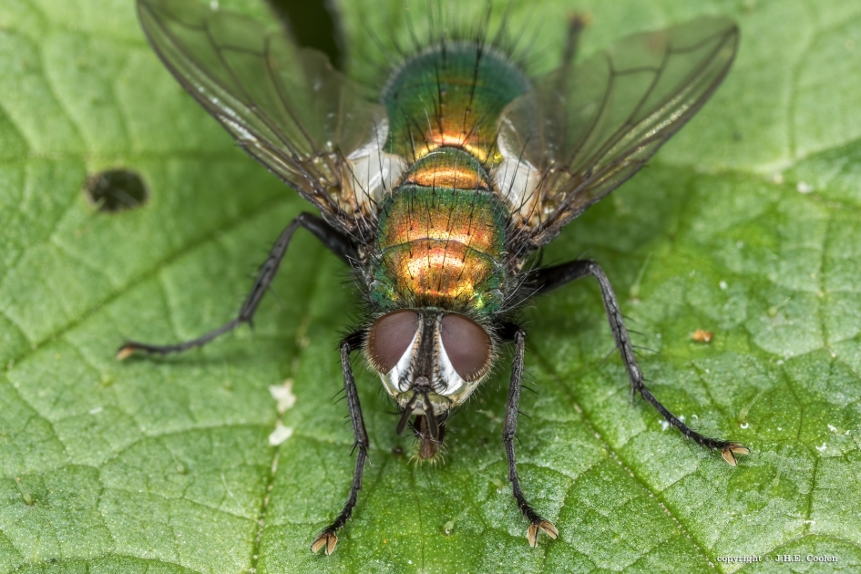 Groene sluipvlieg - Geleedpotigen - Groene sluipvlieg