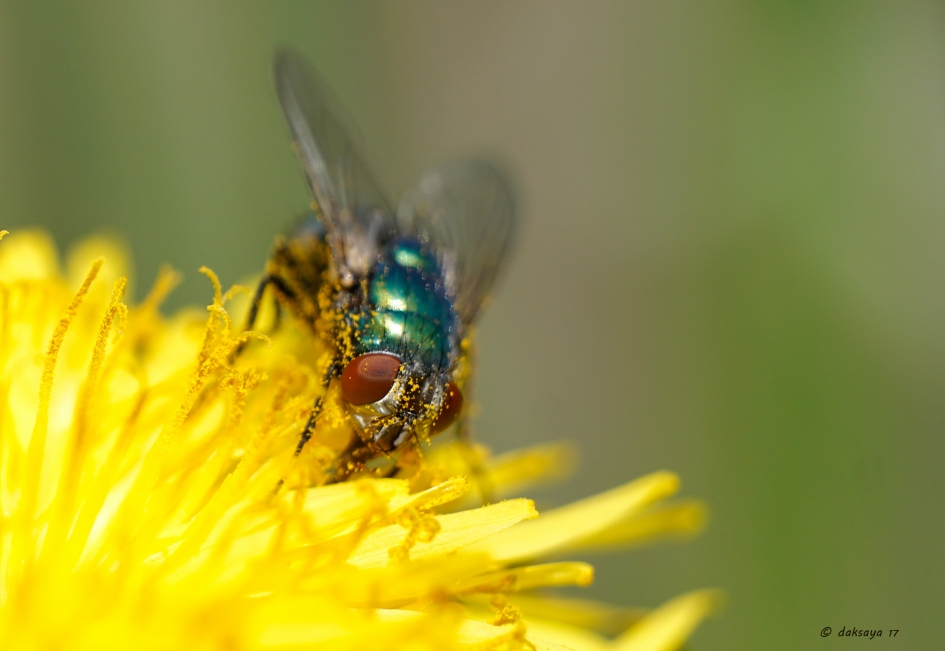 Groene vlieg - Geleedpotigen - 