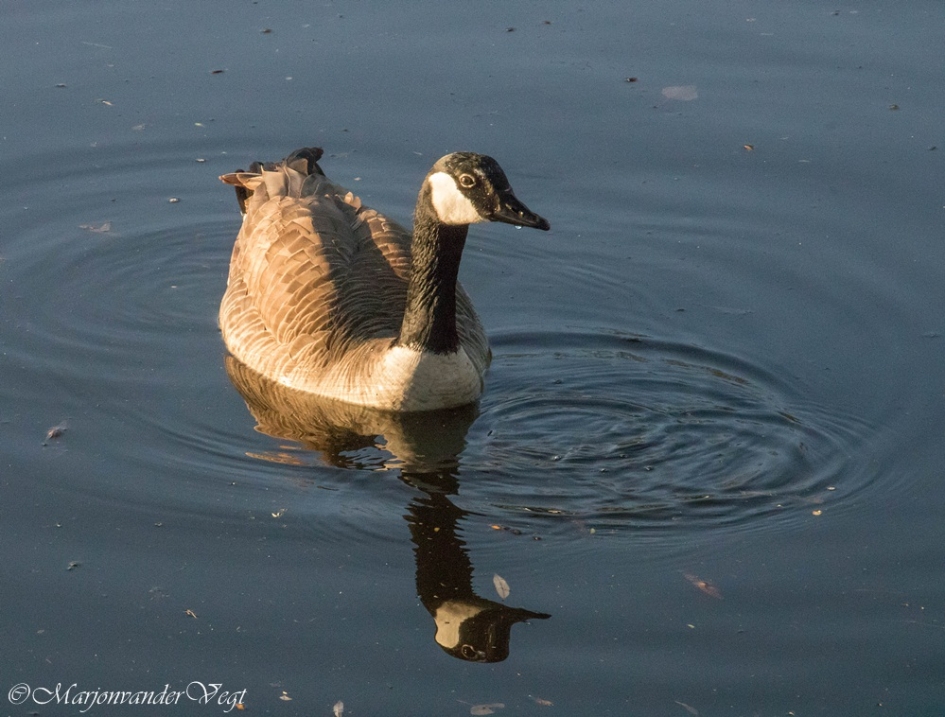 Grote Canadese gans - Vogels - Grote Canadese ganzen