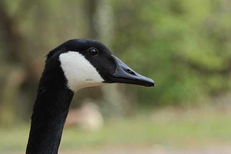 grote Canadese gans - Vogels - 