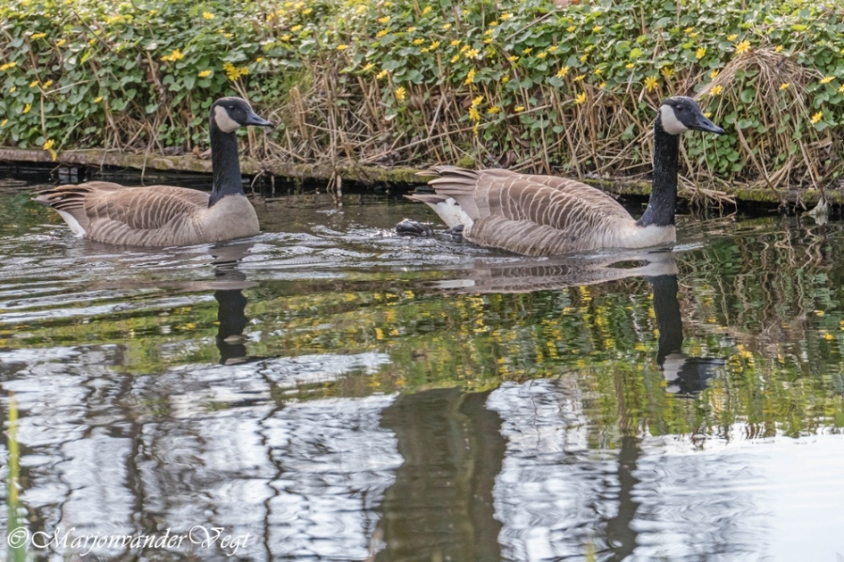 Grote Canadese ganzen - Vogels - Grote Canadese ganzen