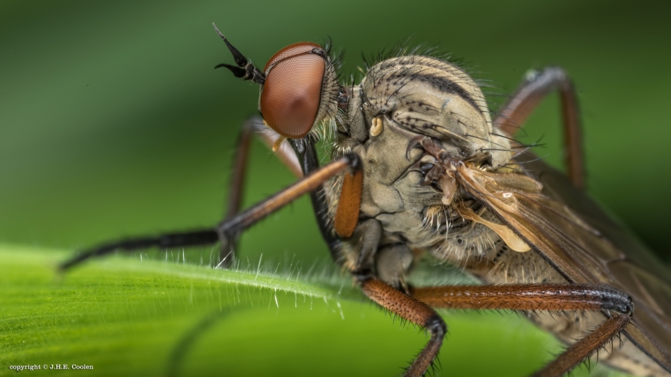 Grote dansvlieg - Geleedpotigen - Grote dansvlieg