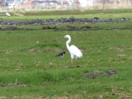 Grote zilverreiger