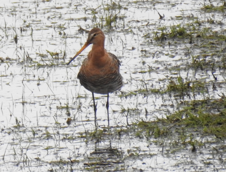 Grutto - Vogels - Grutto