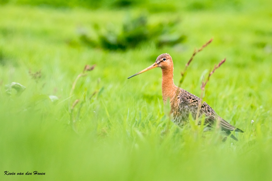 Grutto in het hoge gras - Vogels - Limosa limosa