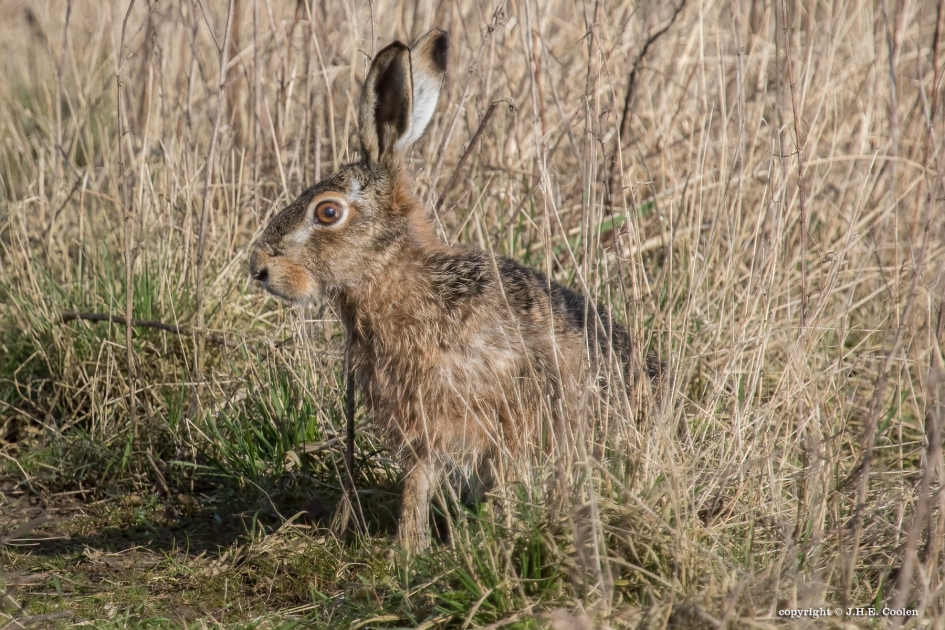 Haas - Zoogdieren - Haas