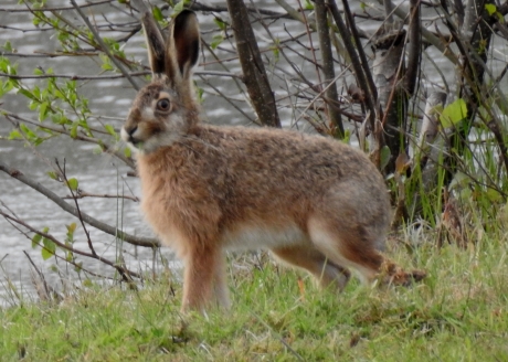 Haas staat op scherp