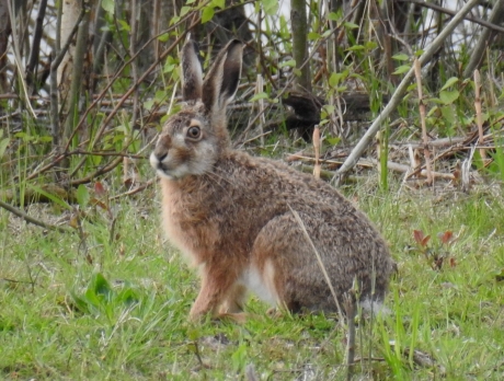Haas zit netjes. Geeft bijna een pootje.