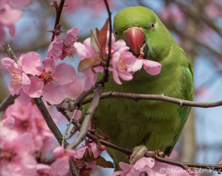 Had je wat? - Vogels - Halsbandparkiet