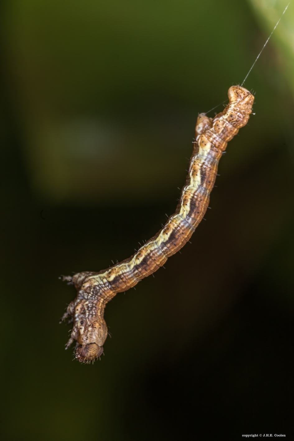 Hangen... - Schimmels - Rups spanner