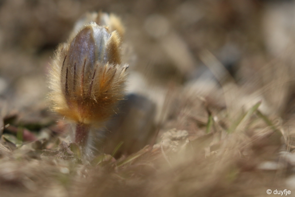 harig - Planten - lente-anemoon