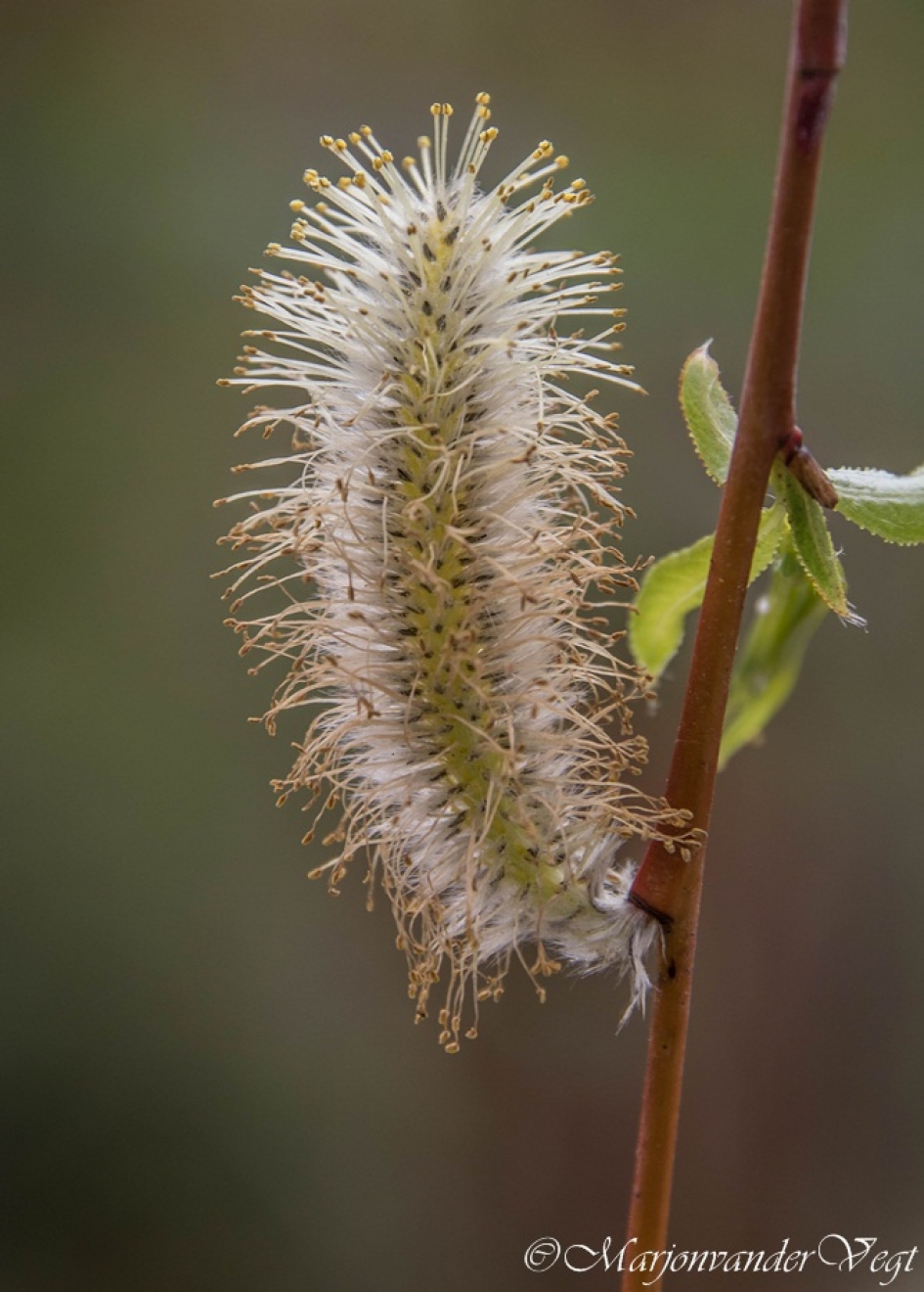 Harige jongen - Planten - Katwilg