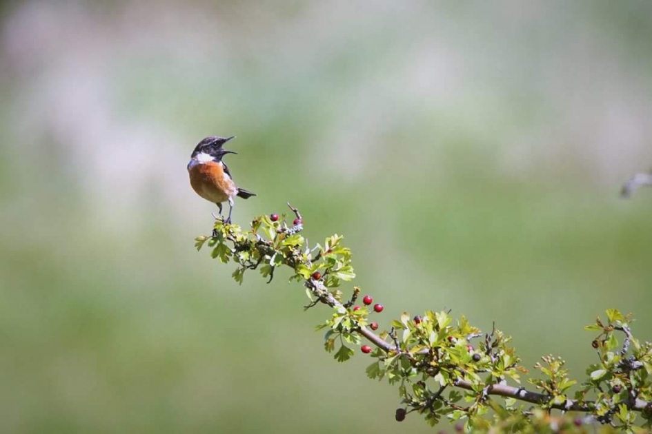 Hartelijk dank - Vogels - Roodborsttapuit
