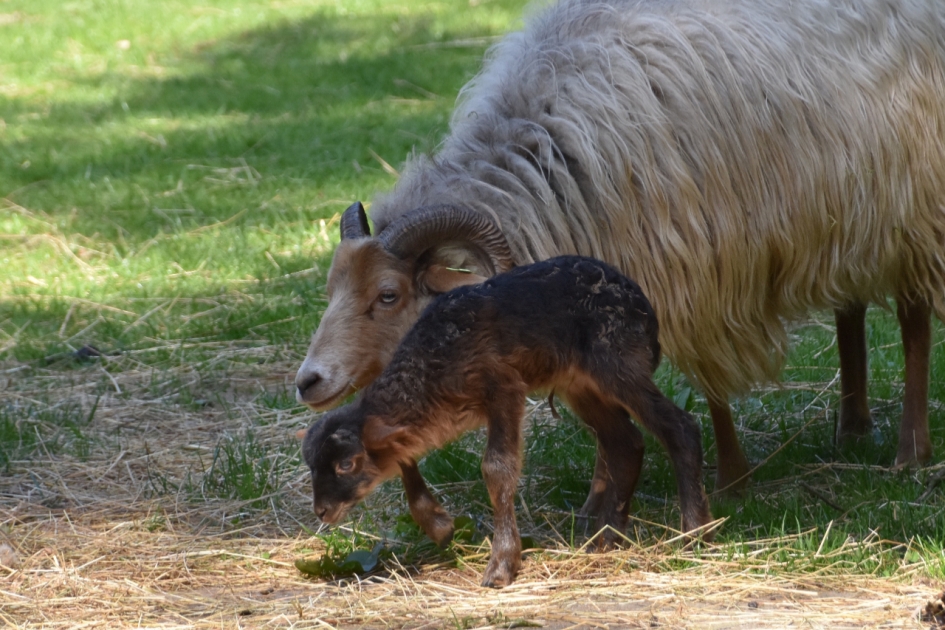 Heel klein... - Zoogdieren - 