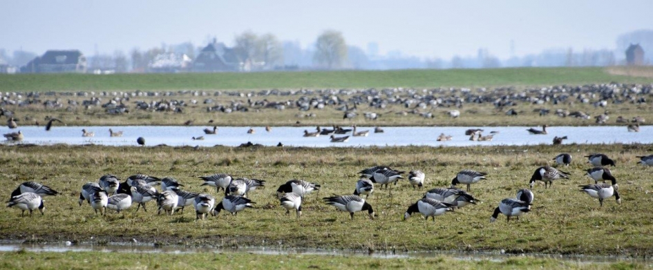 Heel veel brandganzen - Vogels - 