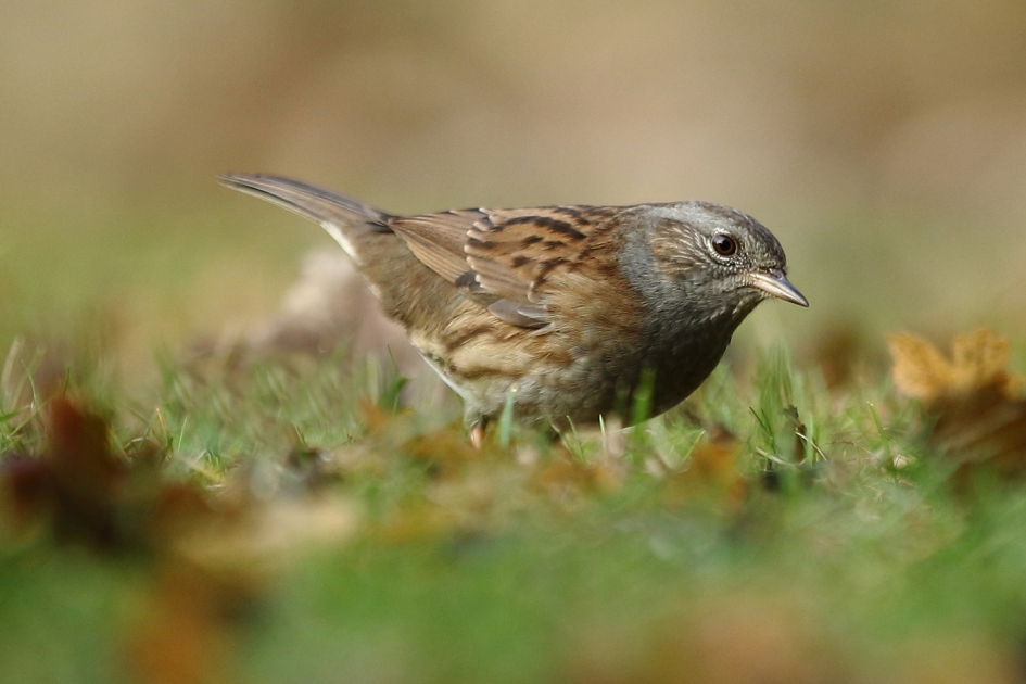 heggenmus - Vogels - 