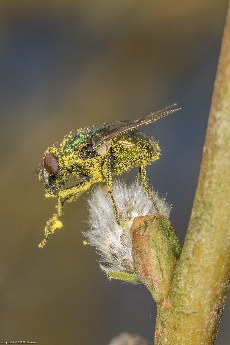 Helemaal onder - Geleedpotigen - Groene keizervlieg