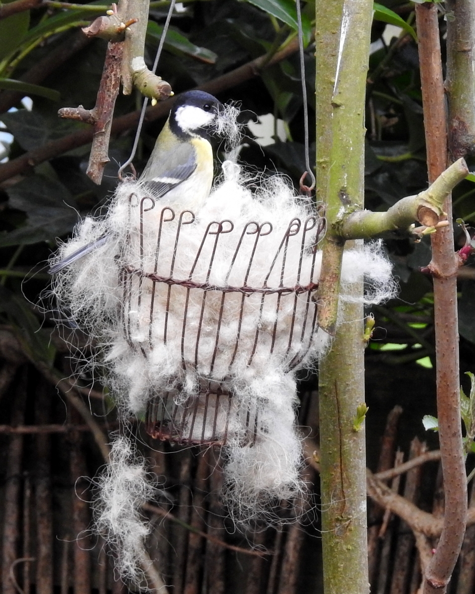 Het begin van een dekbed - Vogels - Koolmees