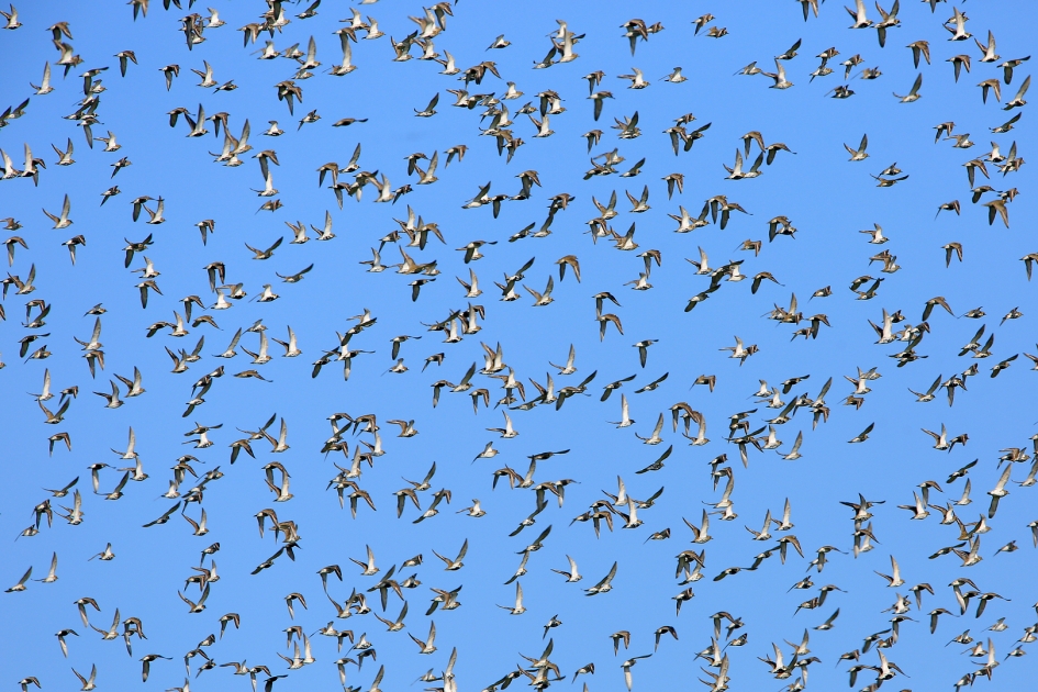 Het regent Goudplevieren ... - Vogels - Goudplevier
