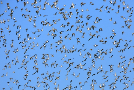 Het regent Goudplevieren ...