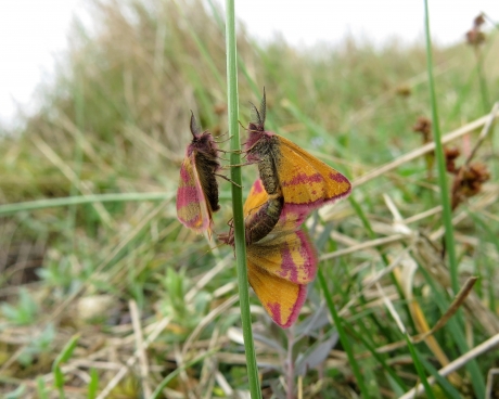 Hier is er een teveel!