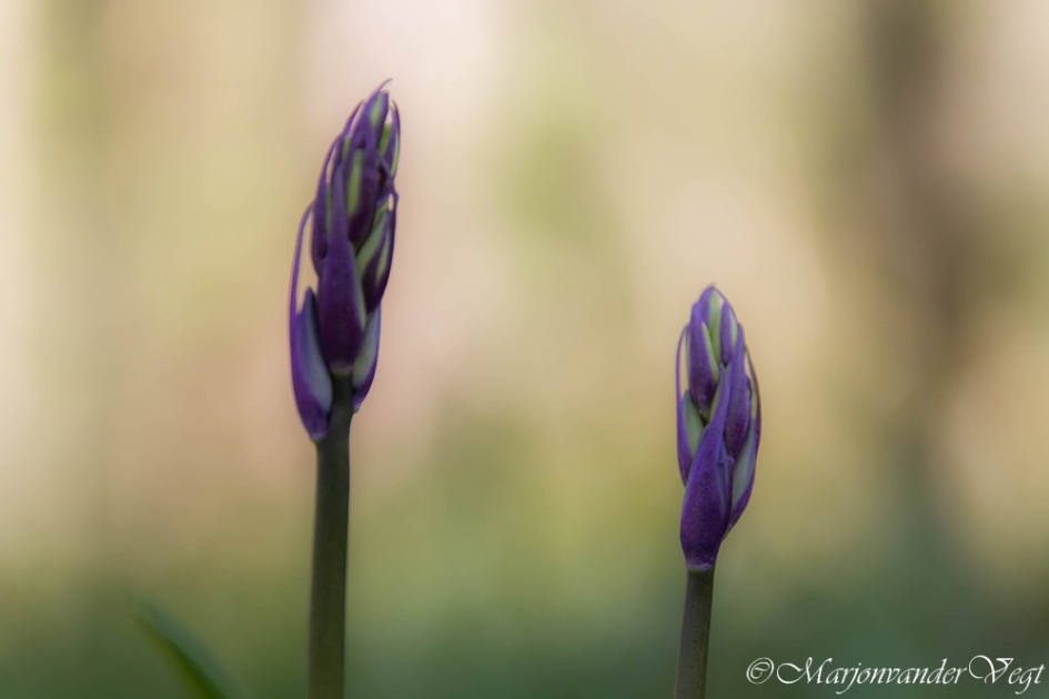 Hoe wild wil je hyacinten - Planten - Wilde hyacint