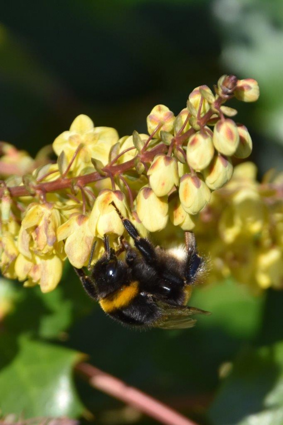 Hommel op mahonia - Geleedpotigen - 