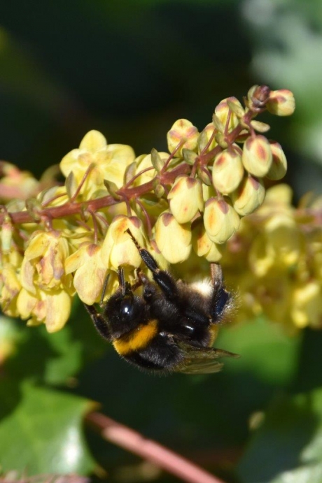 Hommel op mahonia