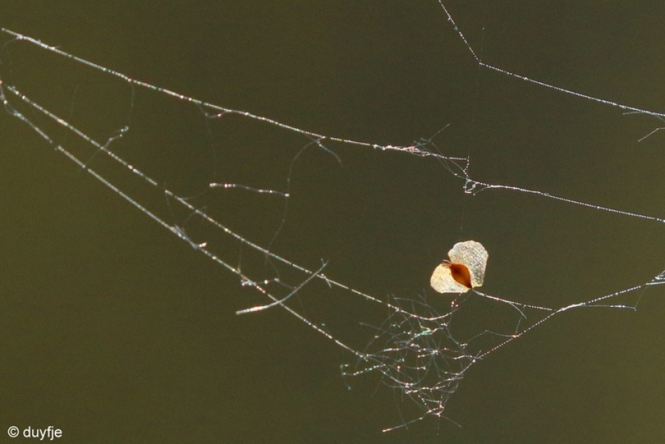 hoopvol - Planten - berkenzaadje in spinrag