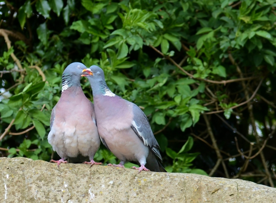 Houtduiven in Love (2) - Vogels - Houtduiven