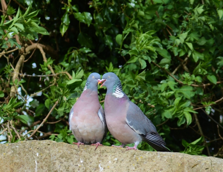 Houtduiven in Love (3) - Vogels - Houtduif