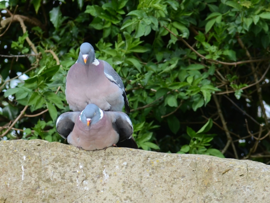 Houtduiven in Love (4) - Vogels - Houtduif