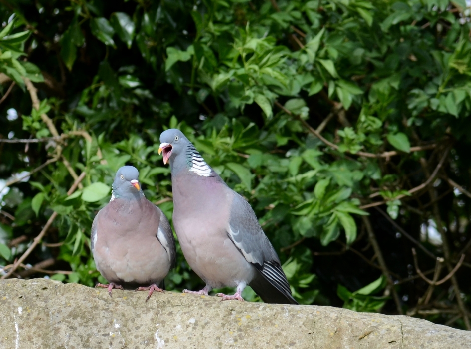 Houtduiven in love - Vogels - Houtduif