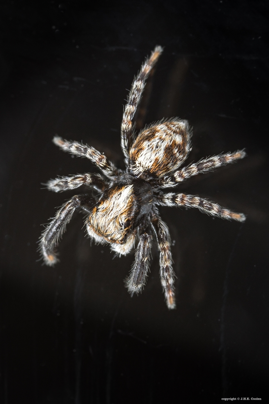 Huisspringspin - Geleedpotigen - huisspringspin