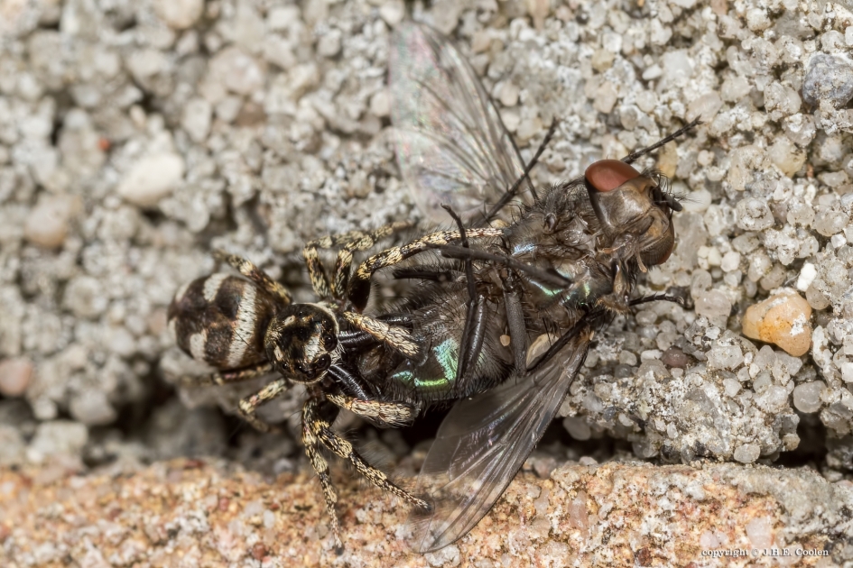 Huiszebraspin - Geleedpotigen - Huiszebraspin