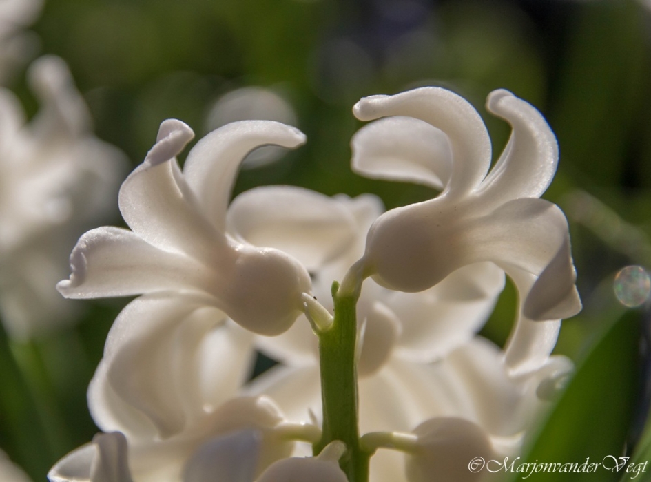 Hyacinten - Planten - hyacinten