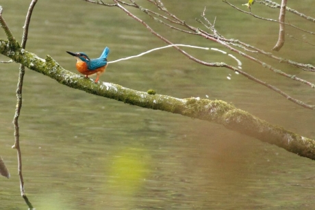 IJsvogels moeten het ook kwijt!