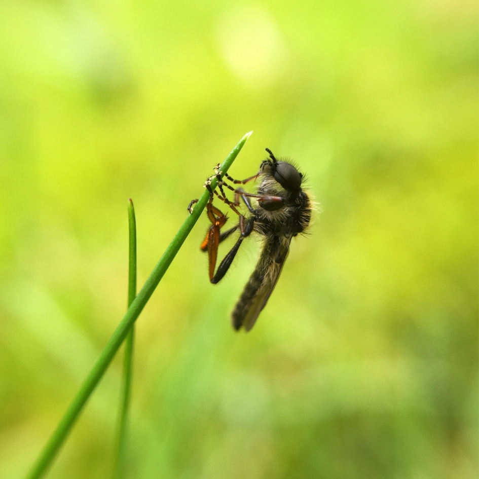 Ik hou me vast - Geleedpotigen - 